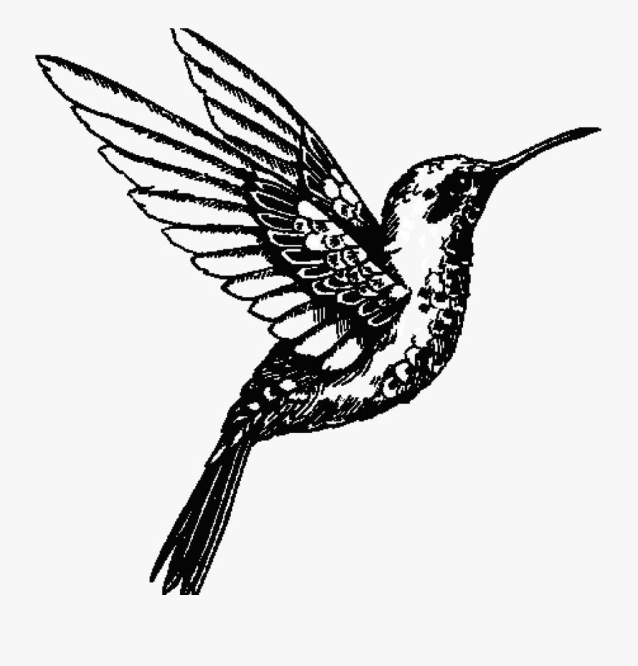 Hummingbird - Design, Transparent Clipart