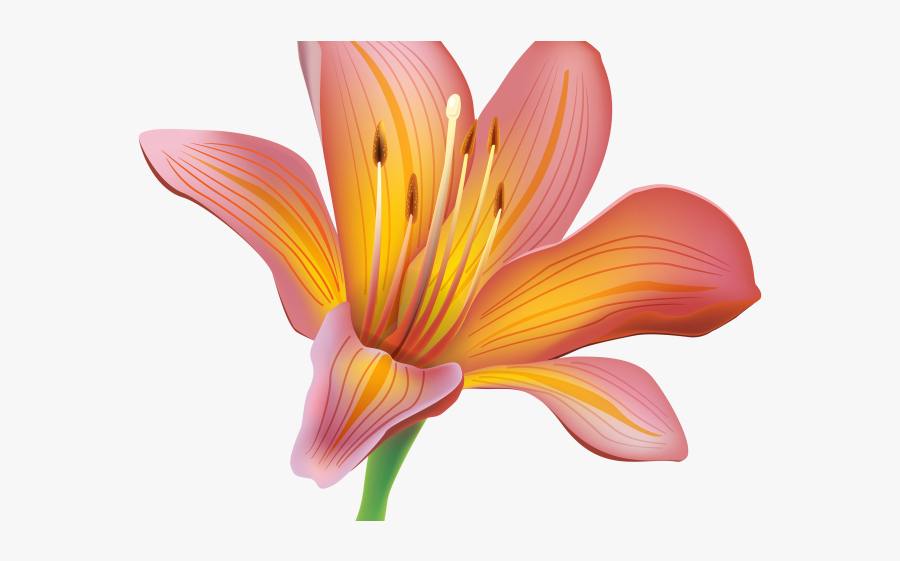 Transparent Lily Clipart, Transparent Clipart