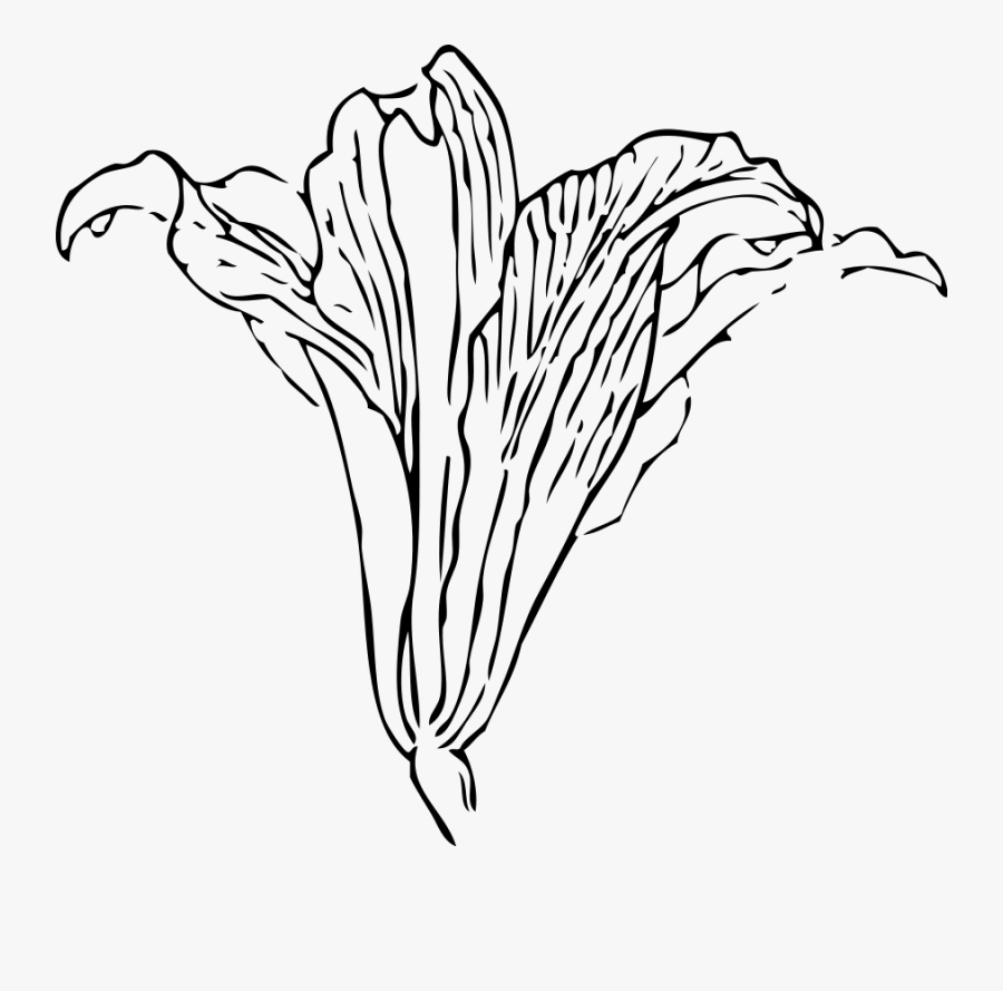 Outline Pictures Easter Lilies - Gray Calla Lily Png , Free Transparent Cli...