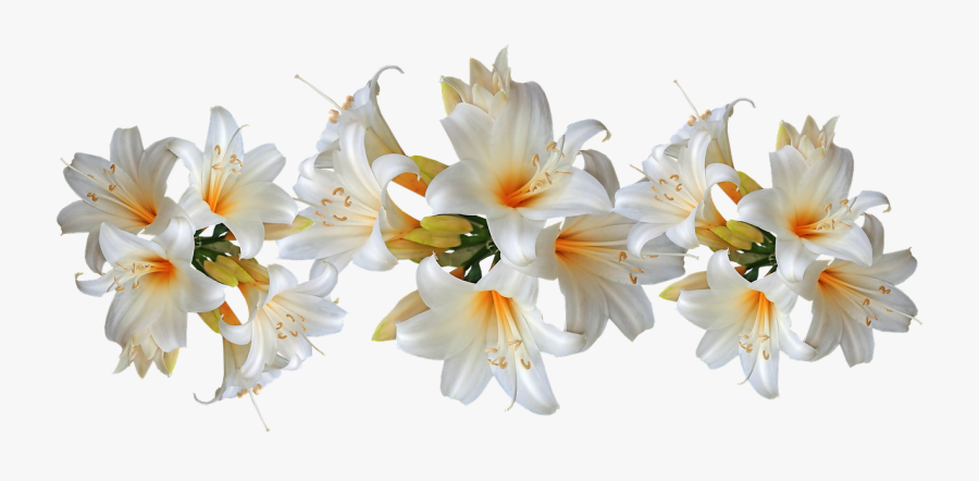 Easter Lily Transparent, Transparent Clipart