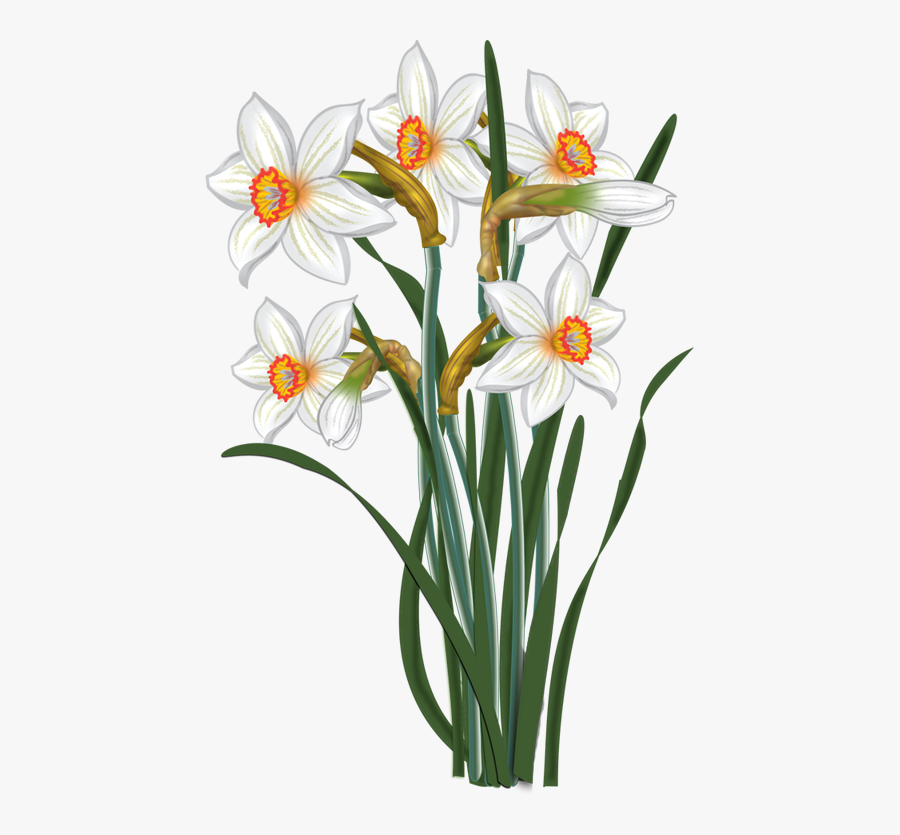 Svg Transparent Library Flowers Vector Narcissus Malowanki - Transparent Transparent Background Daffodil Clipart, Transparent Clipart