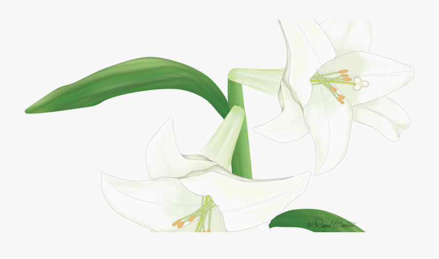 Lily, Transparent Clipart