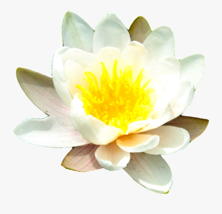 Water Lily Free Png Image - Water Lily Png, Transparent Clipart