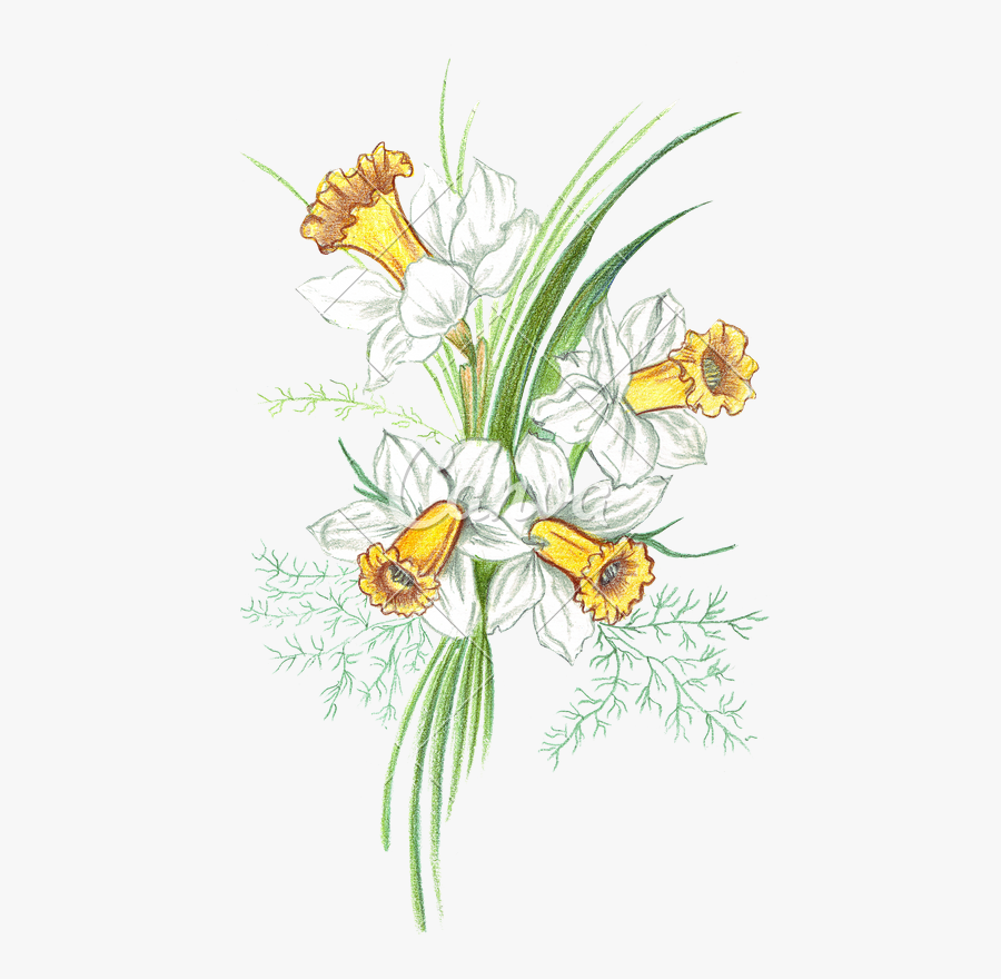Colored Drawing Lily - Flower Colour Drawing Png, Transparent Clipart