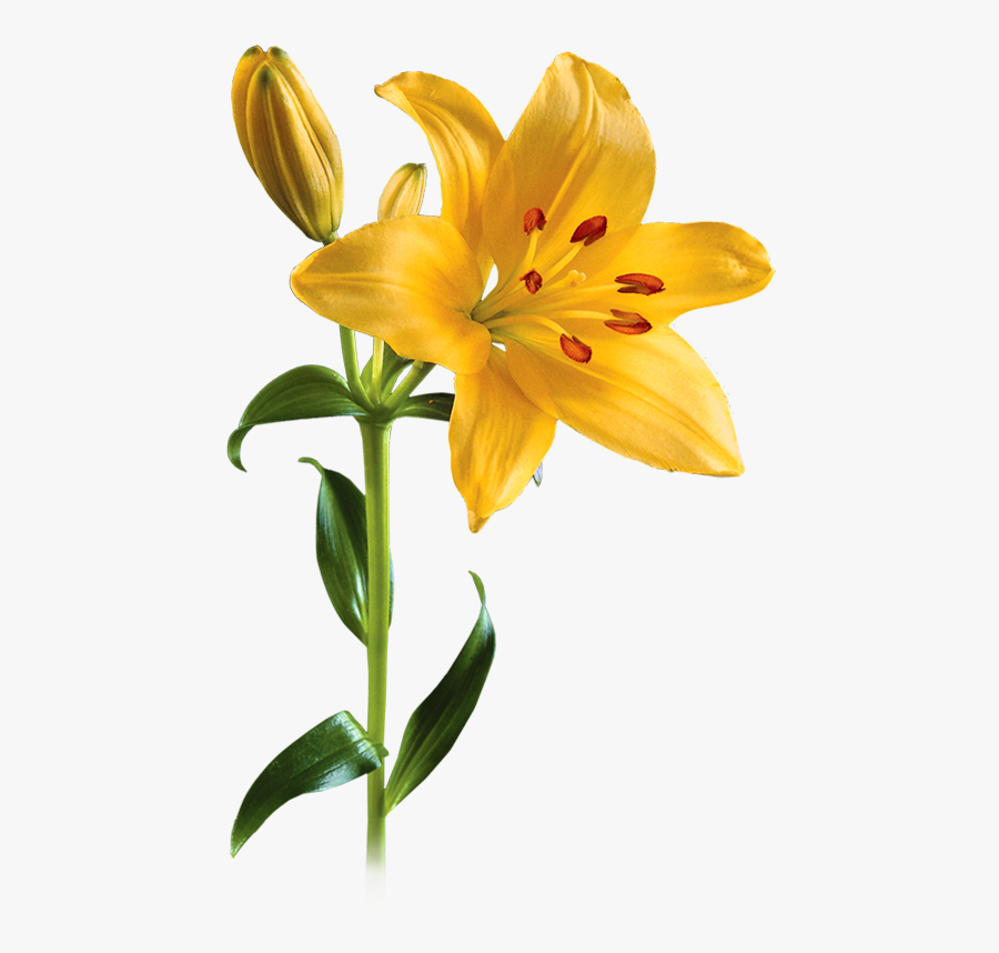 Lily Picture - Lily Transparent Background, Transparent Clipart