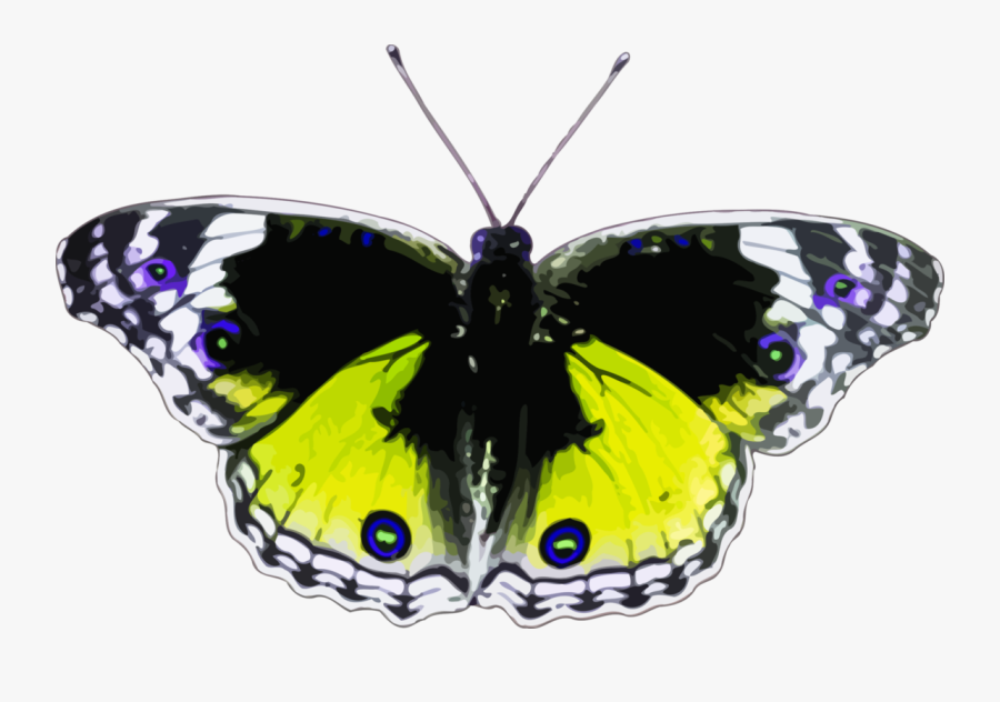 Butterfly,symmetry,moth - Schmetterlinge Png, Transparent Clipart