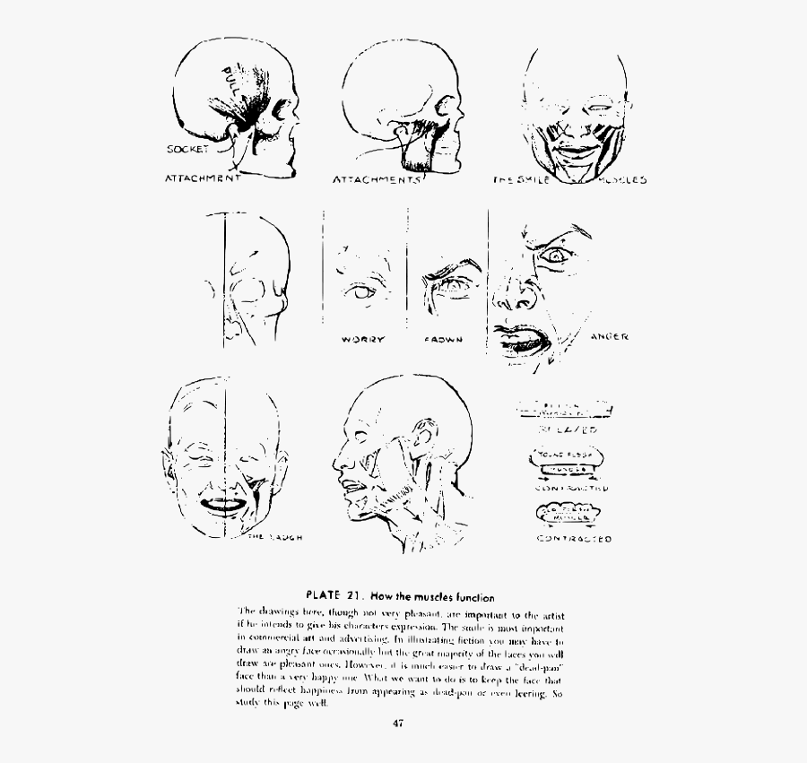 Andrew Loomis Drawing The Head And Hands 42 - Анатомия Головы Для Художников Для Детей, Transparent Clipart