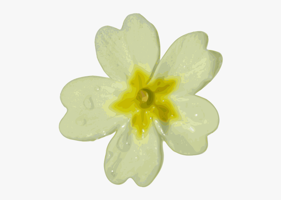 Blurred White Flower Svg Clip Arts - Wild Primrose Flower Png, Transparent Clipart