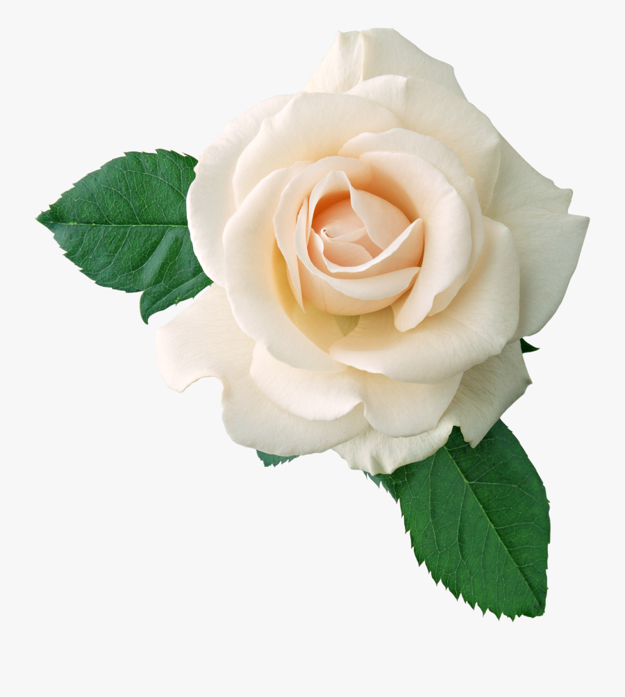 Image Result For White Flower Transparent Png - White Rose Transparent Background, Transparent Clipart