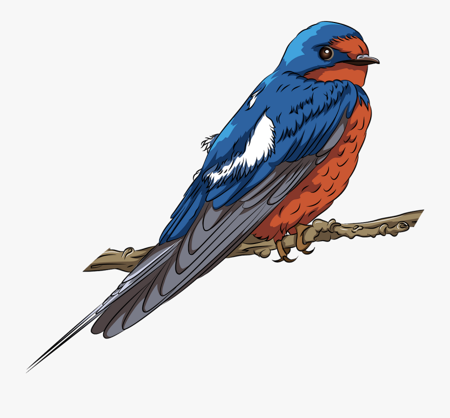 European Swallow, Transparent Clipart