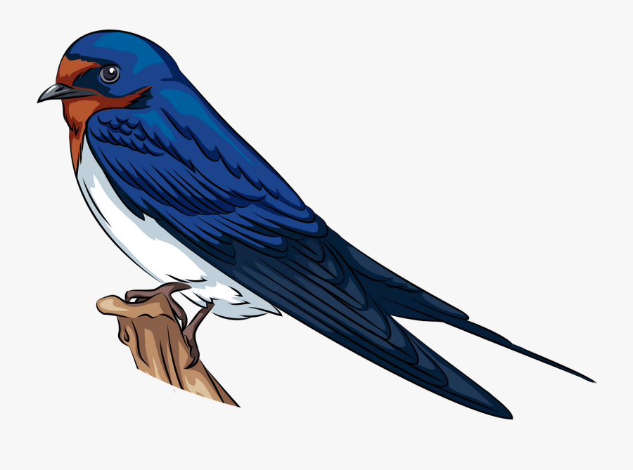 European Swallow, Transparent Clipart
