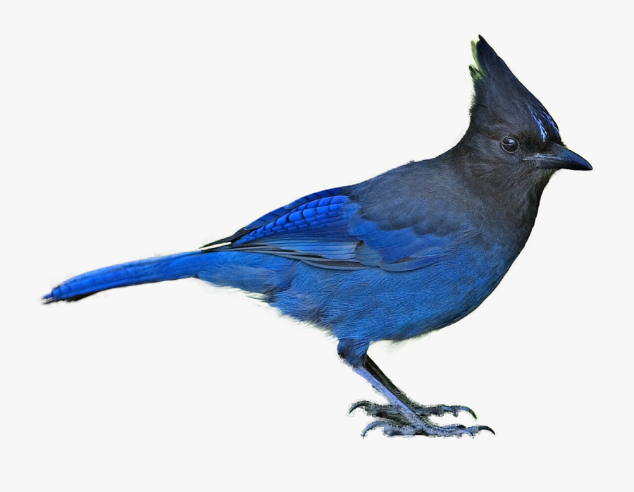Jay Clipart Png - British Columbia Provincial Bird, Transparent Clipart