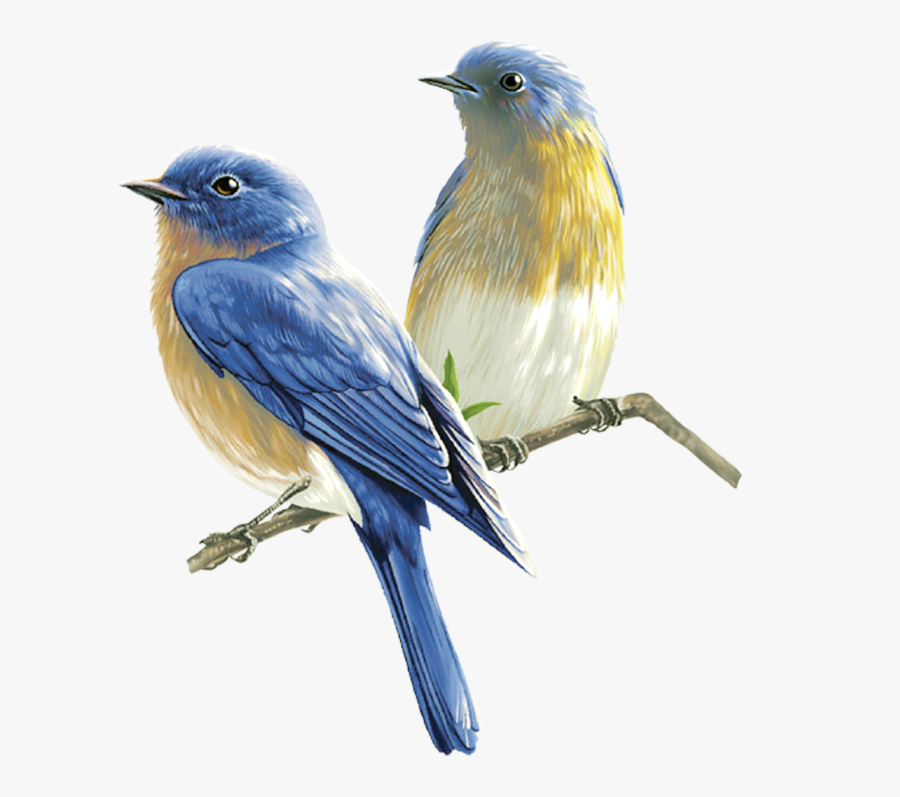 Birds Png, Transparent Clipart