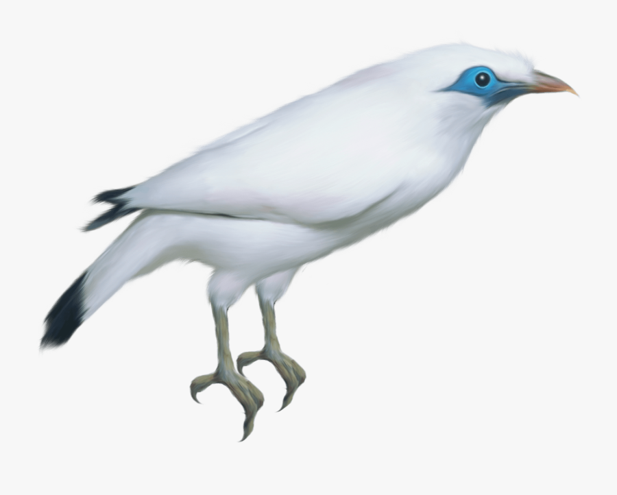 White Bird Transparent Png Clipart Picture - Portable Network Graphics, Transparent Clipart