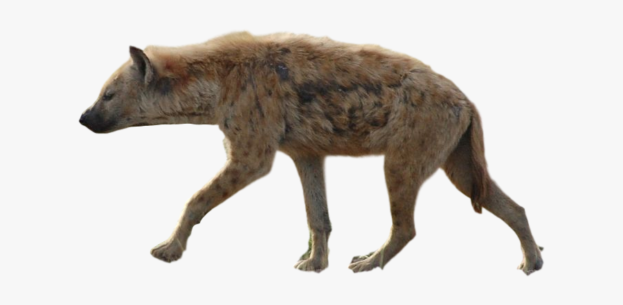 Hyena Png, Transparent Clipart