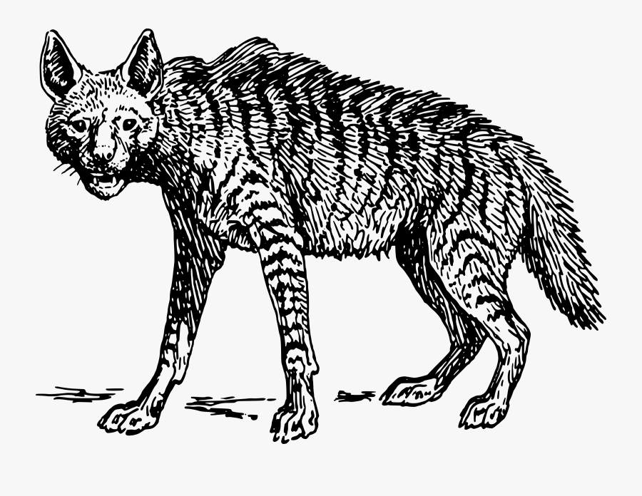 Hyena - Hyena Black And White Clipart, Transparent Clipart