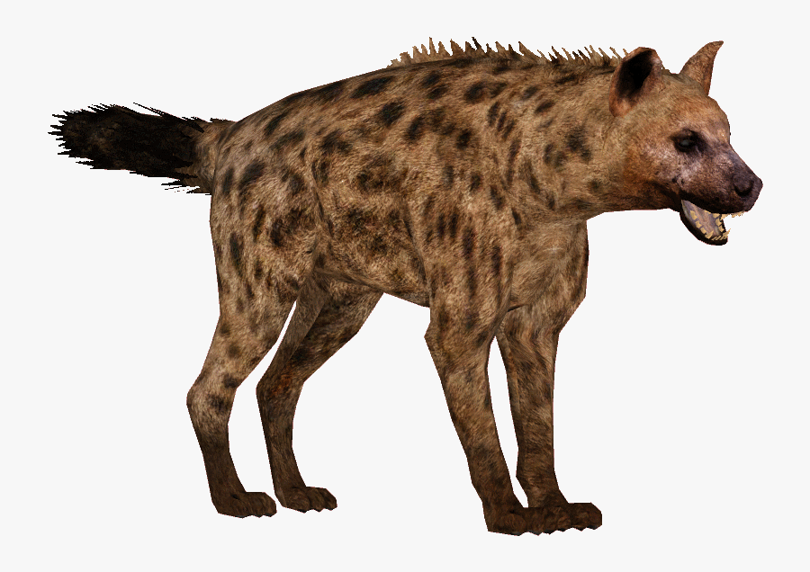 31438 - Hyena Transparent Background, Transparent Clipart
