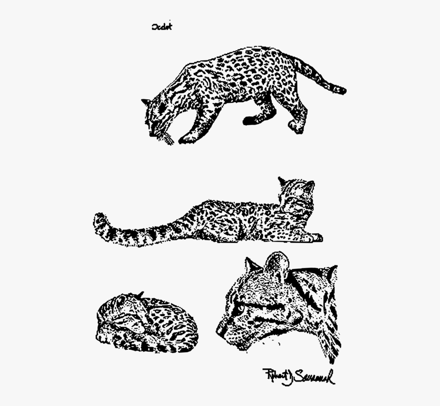 Monochrome - Ocelote Para Colorear, Transparent Clipart
