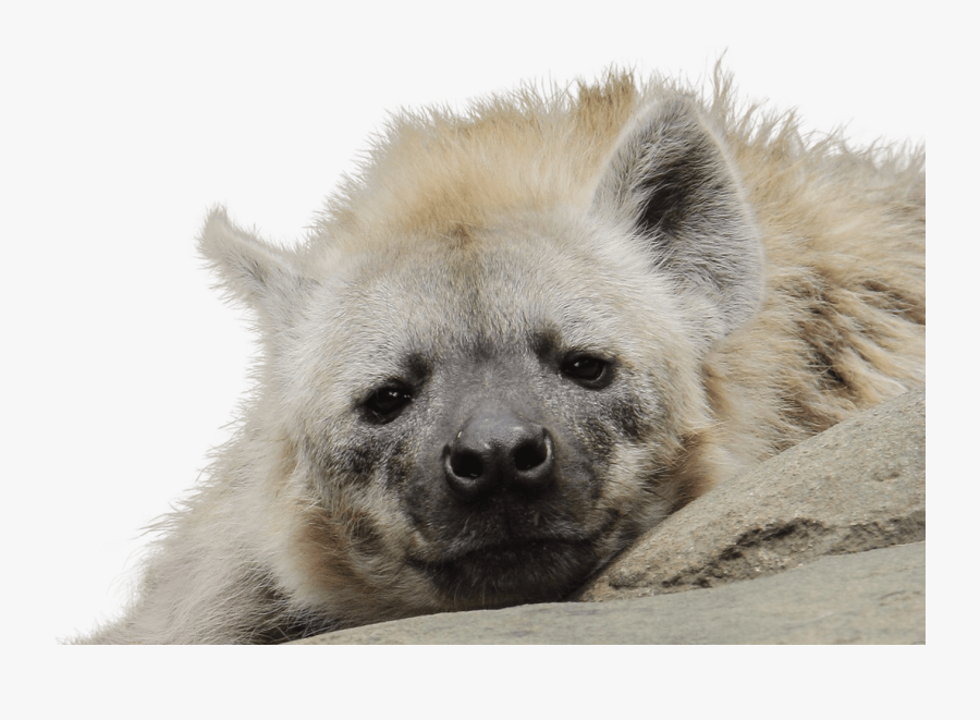 Hyena Hello, Transparent Clipart