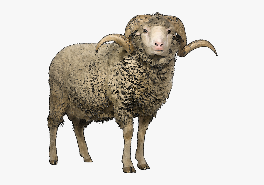 Share This Article - Sheep Png, Transparent Clipart