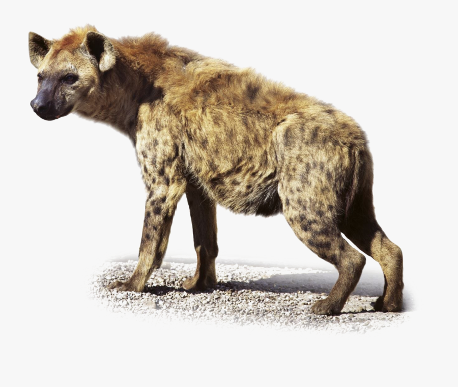 Hyena Png - Transparent Hyena Png, Transparent Clipart