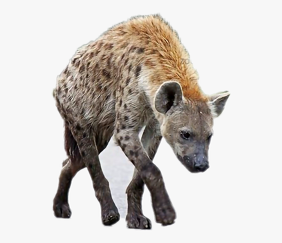 #hyena - Spotted Hyena, Transparent Clipart