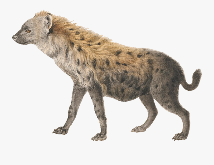 Hyena Png Photo, Transparent Clipart