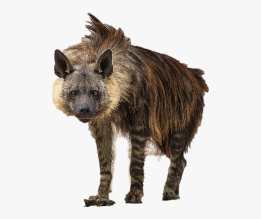 #hyena - Brown Beautiful Hyena, Transparent Clipart