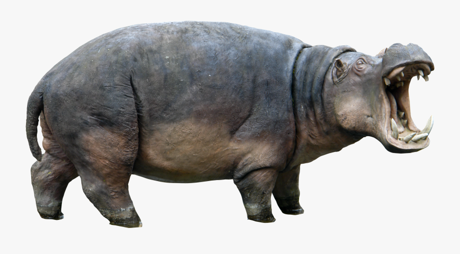 Clip Art Hippo Png Images Free - Hippo Png, Transparent Clipart