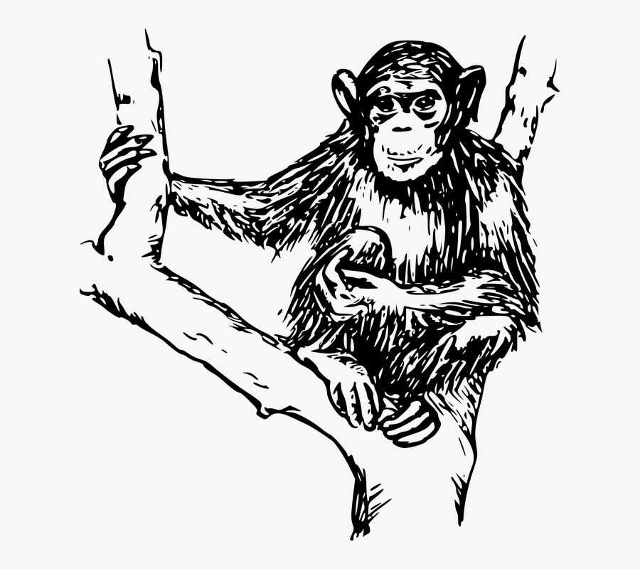 Chimpanzee, Animal, Mammal, Primate, Zoo, Wildlife, Transparent Clipart