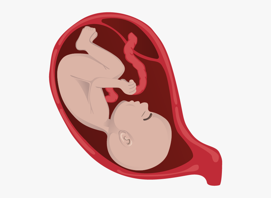 Foetus Cartoon, Transparent Clipart