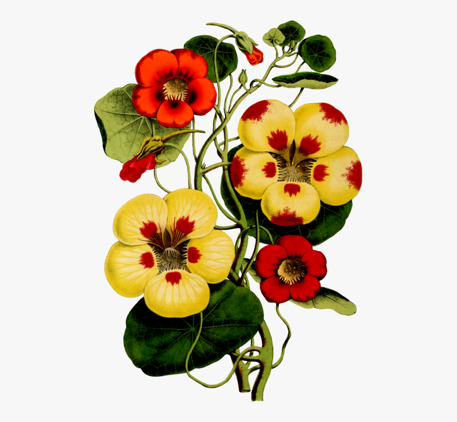 Capuchina Planta Png, Transparent Clipart