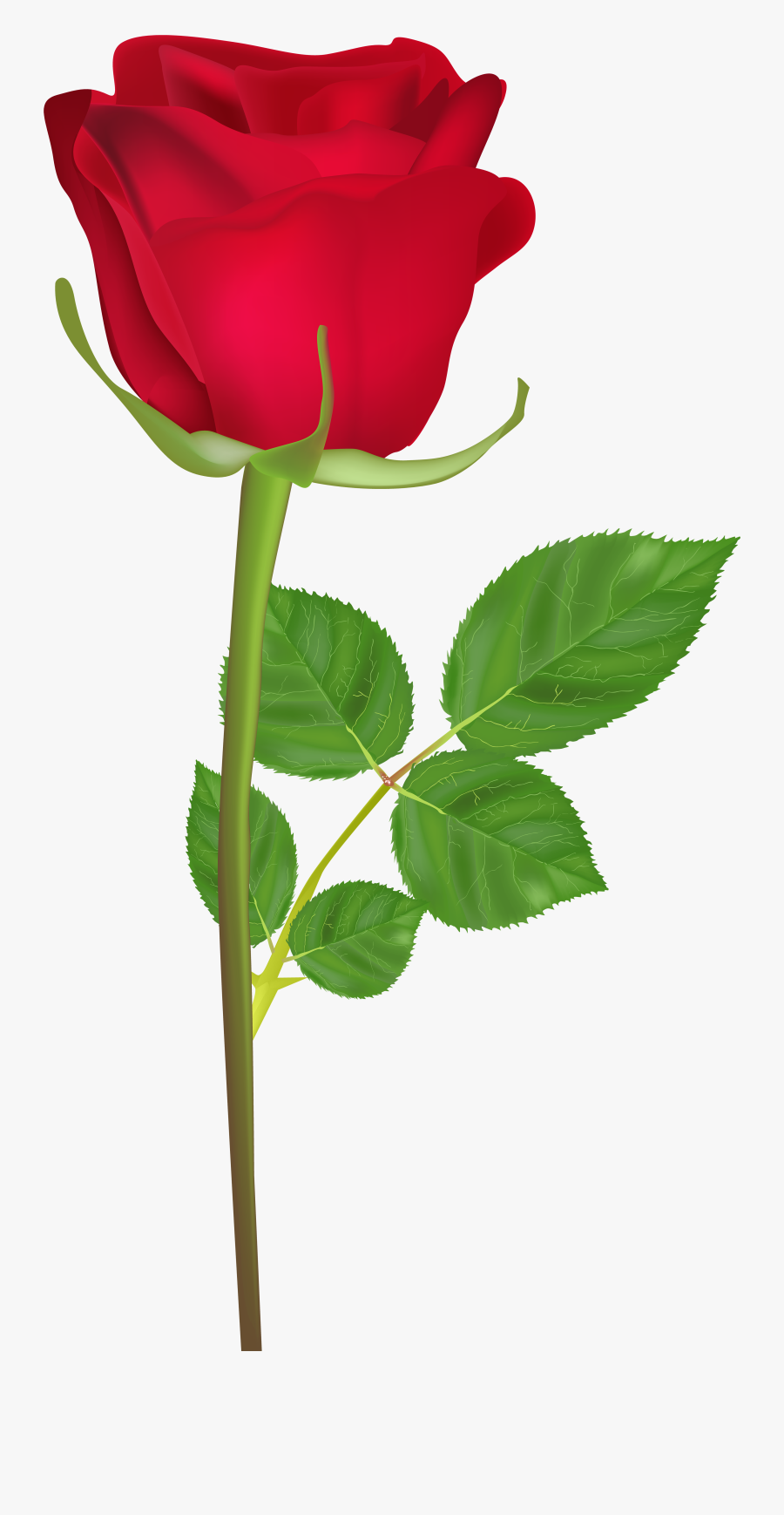 Happy Birthday Rose Gif Clipart Png Download Gulab Ka Phool Hd