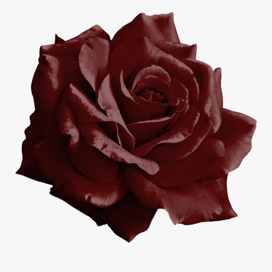 Clip Art Burgundy Rose Clipart - Black Rose Transparent Background, Transparent Clipart