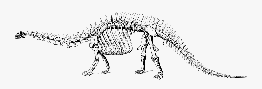 Skeleton Clipart Triceratops - Black And White Dinosaur Fossil Clipart, Transparent Clipart