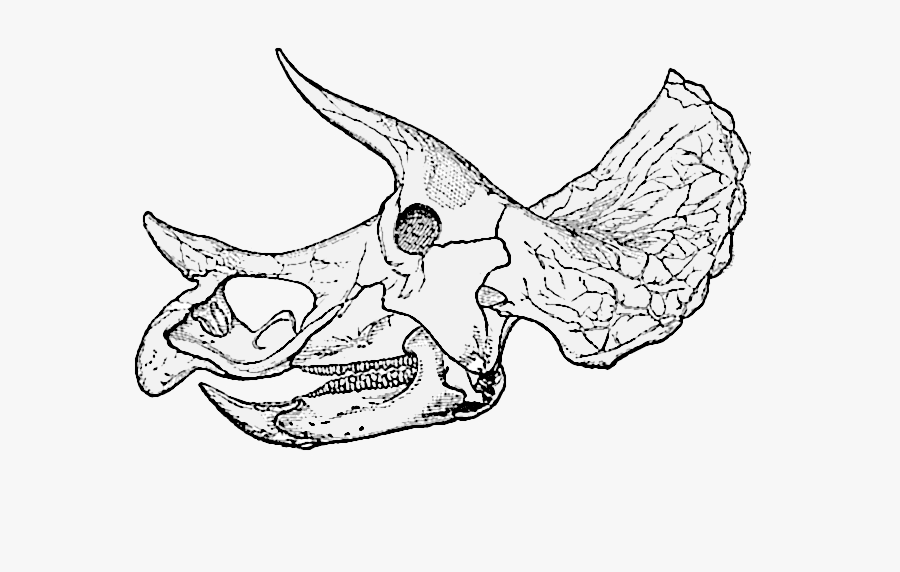 Triceratops Prorsus Old Skull004 - Triceratops Skeleton Drawing Head, Transparent Clipart