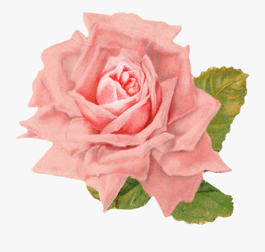 Rose Clipart Vintage Roses - Vintage Rose Image Transparent, Transparent Clipart