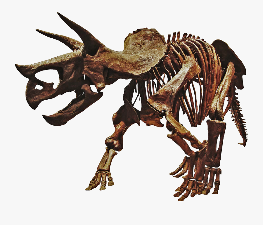 Triceratops Dinosaur Skeleton Png , Png Download - Dinosaur Skeleton Png, Transparent Clipart