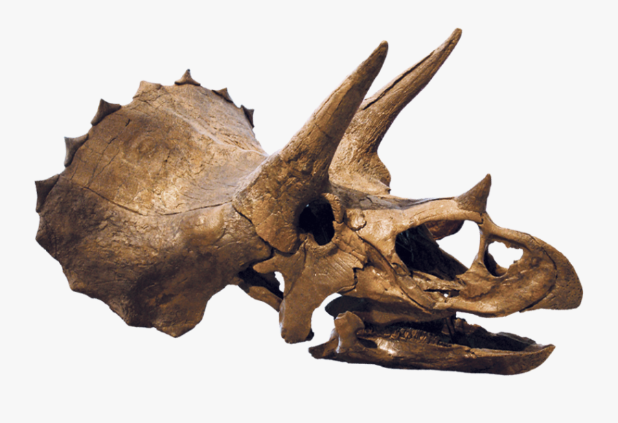 Finding A Dinosaur, Transparent Clipart