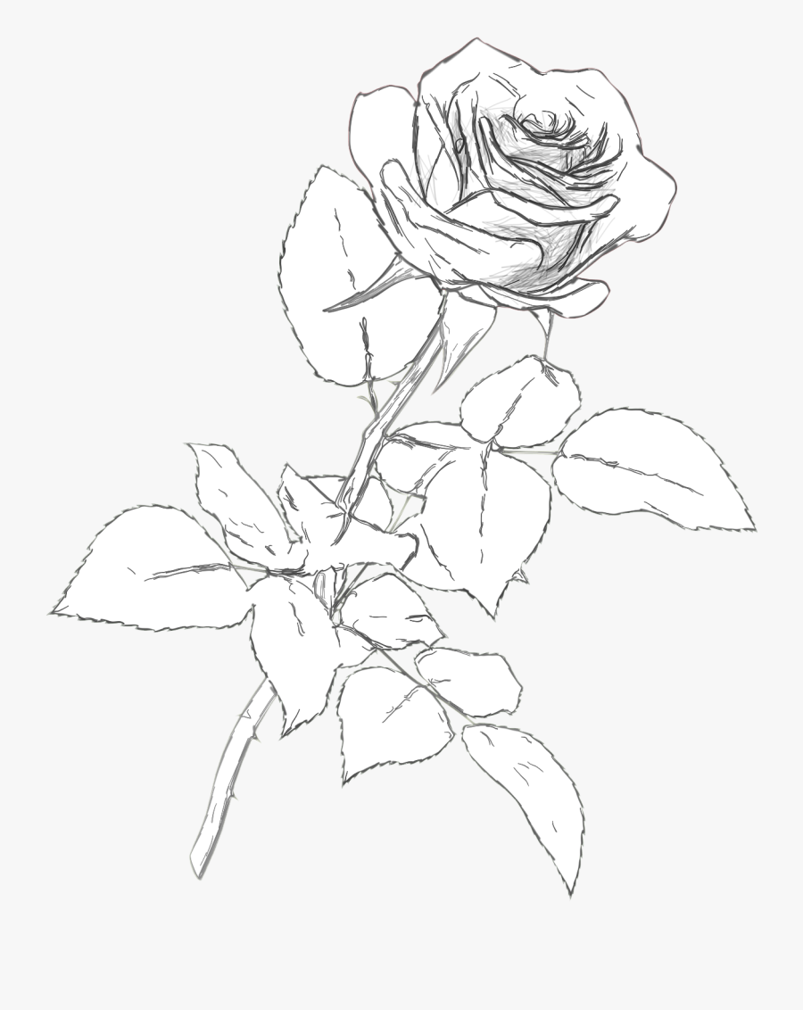 Rose Cliparts Color - Copic Marker Rose Drawings, Transparent Clipart
