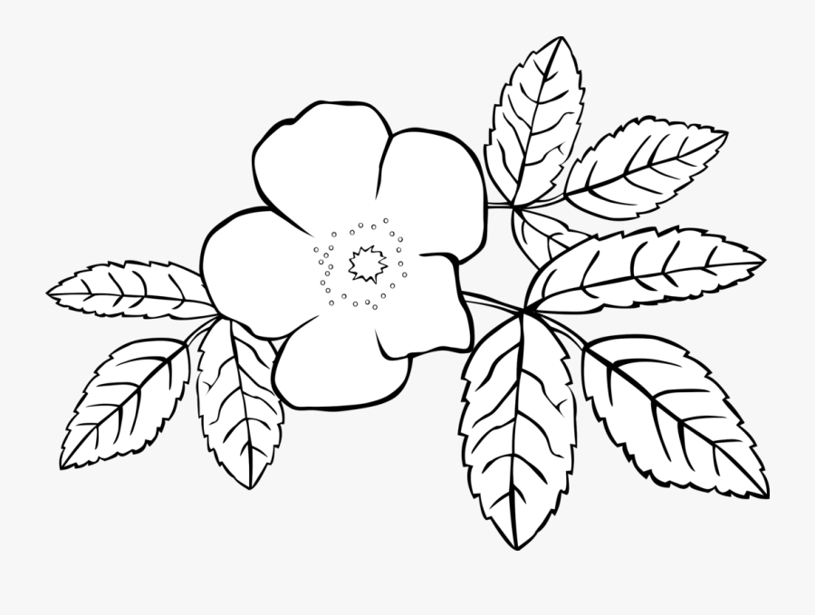 Rose Clipart Coloring - Jasmine Flowers Coloring Page, Transparent Clipart