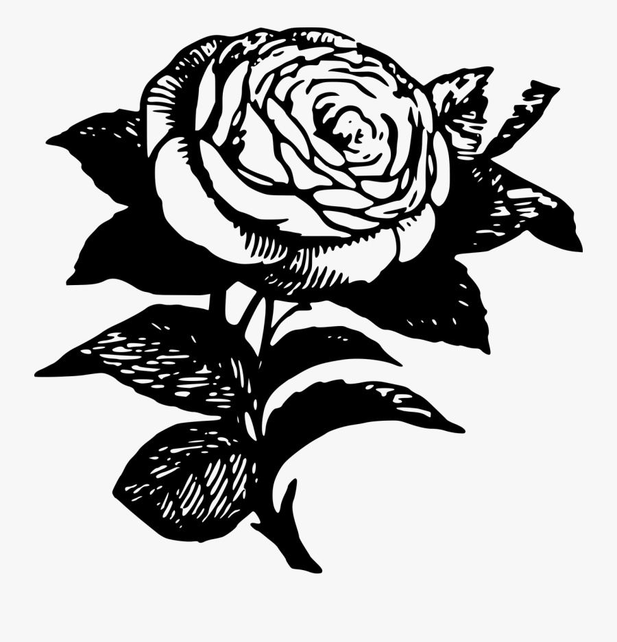 Clip Art Black Rose Drawing - Flower Rose Stencils Drawings, Transparent Clipart