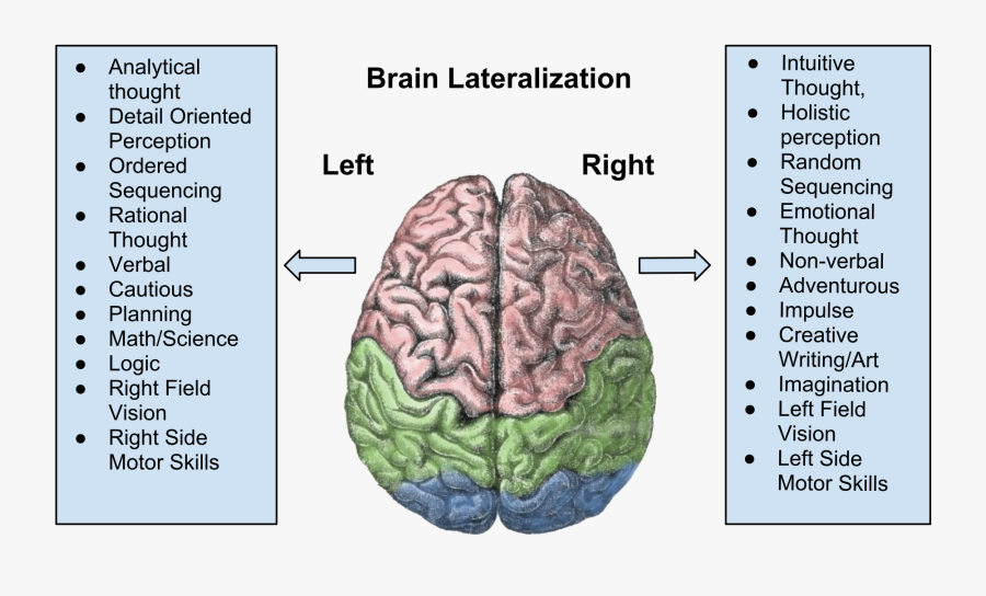 Men And Women Think Different, That"s For Sure - Brain Lateralization, Transparent Clipart