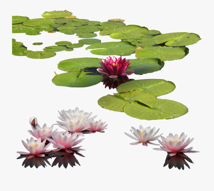 Download Water Lily Png Clipart - Water Lily Png, Transparent Clipart