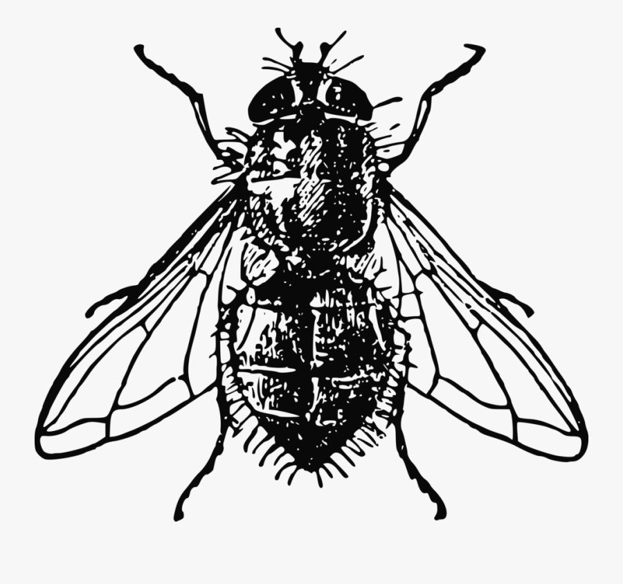 Fly Free Stock Photo - Fly Black And White, Transparent Clipart