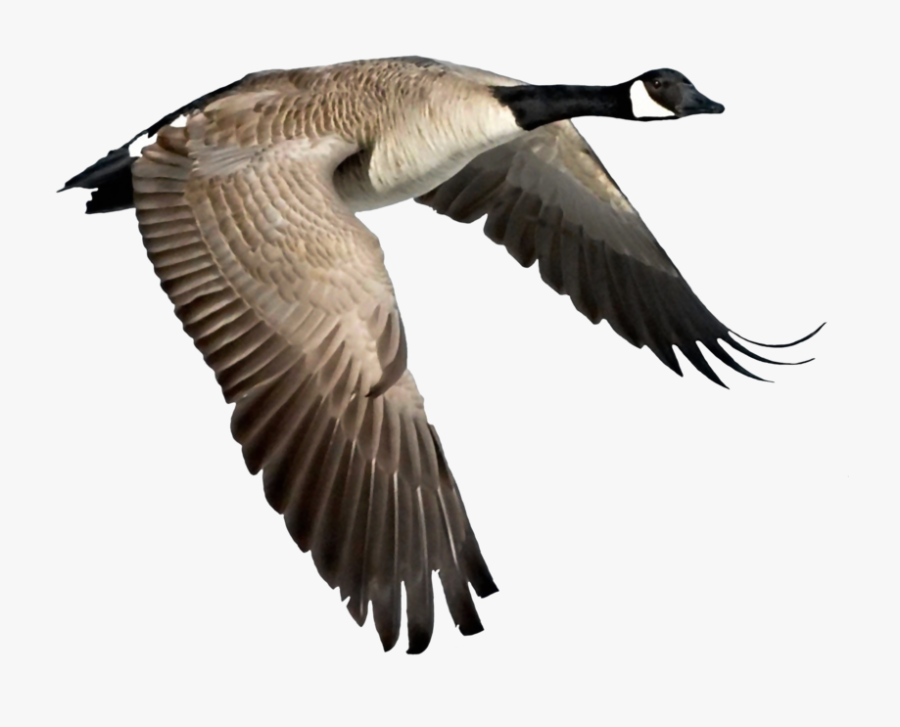 Goose Clipart Birds Flying High - Canada Goose No Background, Transparent Clipart