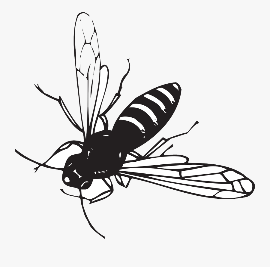 Flying Black Bug With White Stripes, Transparent Clipart
