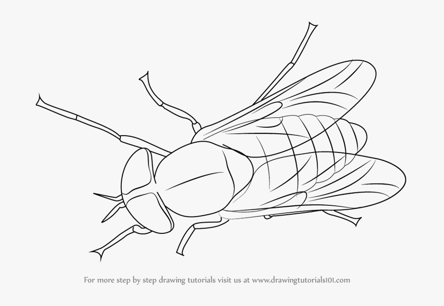 Black Horse Fly Transparent Png - Drawing, Transparent Clipart