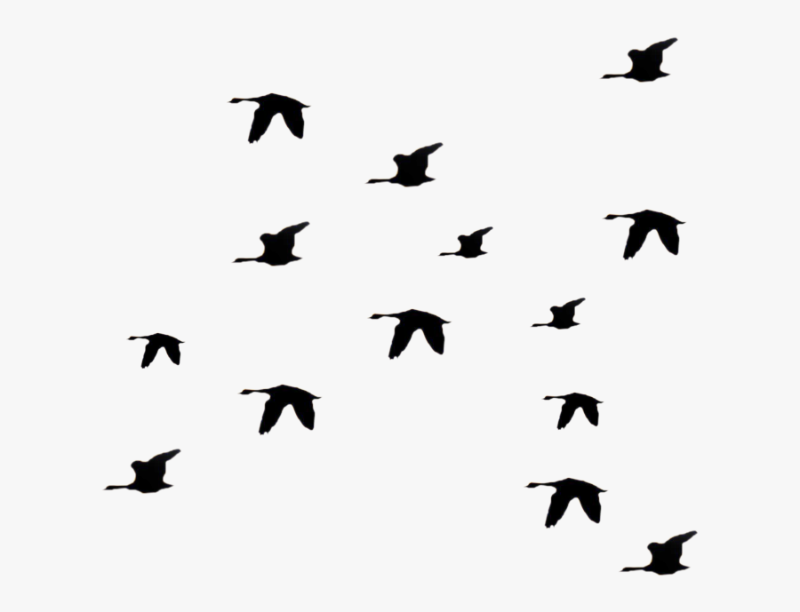 #blackandwhite #black #white #fly #flying #sky #cloud - Flying Birds Silhouette Transparent, Transparent Clipart