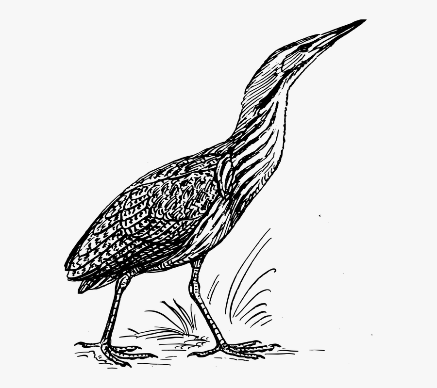 Bird Bittern Standing Alone Lonely Looking Up - Bittern Black And White, Transparent Clipart